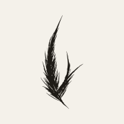 Auspice official black feather icon on a cream square Auspice official black feather icon on a cream square